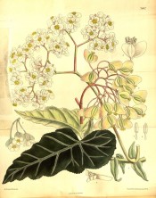 Illustrated are dark green, silver-veined leaves and numerous small white flowers.  Curtis's Botanical Magazine t.7842, 1902.