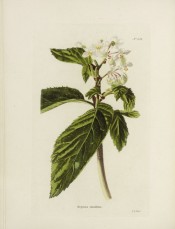 Shown are elm-like leaves and small white flowers.  Loddiges Botanical Cabinet no.638, 1822.