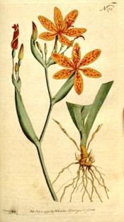 Figured are roots and spike of orange flowers with dark red spots.  Curtis's Botanical Magazine t.171/1791.