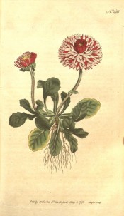 The whole plant is figured, roots, ovate leaves and double pink flowers.  Curtis's Botanical Magazine t.228, 1793.
