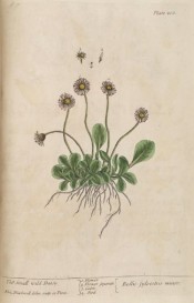 The whole plant is figured, roots, ovate leaves and single white flowers.  Blackwell pl.200, 1837.