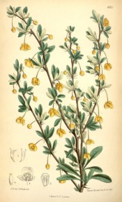 Shown are dark green leaves and orange-yellow flowers emerging from tufts of  leaves.  Curtis's Botanical Magazine t.6505, 1880.