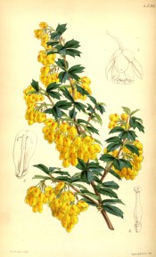 Shown is a spiny stem with glossy leaves and pendant racemes of bright yellow flowers. Curtis's Botanical Magazine t.4590, 1851.