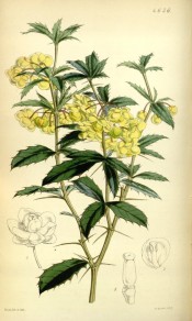 Figured are spiny stem and leaves and axillary racemes of pale yellow flowers. Curtis's Botanical Magazine t.4656, 1852.
