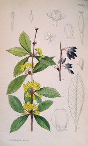 Figured is a spiny stem, toothed leaves and axillary racemes of bright yellow flowers. Curtis's Botanical Magazine t.9283, 1935.