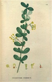 Figured are ovate leaves and axillary clusters of small yellow flowers.  Saint-Hilaire Tr. pl.174, 1825.