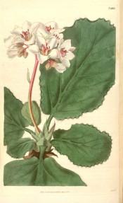 Illustrated are heart-shaped, toothed leaves, and a panicle of almost white flowers.  Curtis's Botanical Magazine t.3406, 1836.