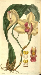 Shown are the large, apical leaf and waxy, creamy-white flowers with a red-purple lip. Curtis's Botanical Magazine t.2927, 1829.