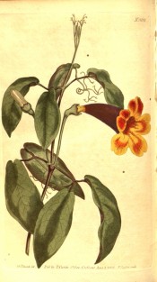 Illustrated are leaves consisting of 2 leaflets and orange, trumpet-shaped flowers.  Curtis's Botanical Magazine t.864, 1805.