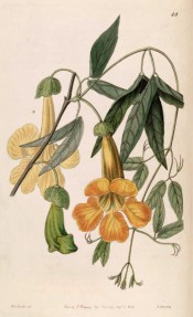 Figured is a climber with pinnate leaves and drooping, trumpet-shaped yellow flowers.  Botanical Register f.45, 1840.