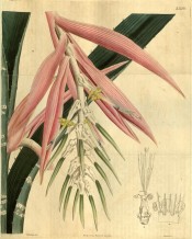 The image shows spiny striped leaves and pendant pink and white flowers.  Curtis's Botanical Magazine t.2686, 1826.