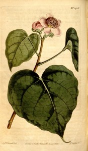 Illustrated are heart-shaped leaves and single pink flowers.  Curtis's Botanical Magazine t.1456, 1812.