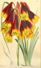 Shown are linear leaves and pendant raceme of red and yellow, trumpet-shaped flowers.  Curtis's Botanical Magazine t.6209, 1876.