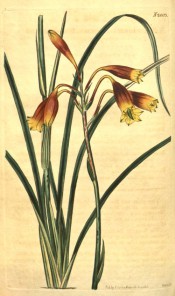 Shown are linear leaves and raceme of red and yellow, tubular-trumpet-shaped flowers.  Curtis's Botanical Magazine t.2003, 1818.