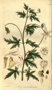 The image depicts deeply cut leaves and white, starry flowers.  Curtis's Botanical Magazine t.2865, 1828.