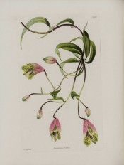 Depicted are stem, leaves and funnel-shaped, greenish-pink, brown-spotted flowers.  Loddiges Botanical Cabinet no.1683, 1832.