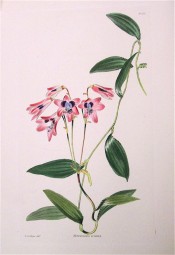 The image depicts a flowering shoot with pink flowers with purple throat.  Loddiges Botanical Cabinet no.1851, 1834.