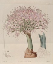 The image shows a robust scape with numerous pale pink flowers.  Botanical Register f.567, 1821.