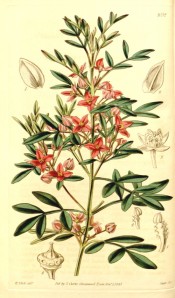 Illustrated are the pinnate leaves and axillary clusters of deep rose-coloured flowers.  Curtis's Botanical Magazine t.4052,1843