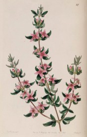 Figure are upright shoots with trifoliate leaves and starry pink flowers.  Botanical Register f.47, 1841.