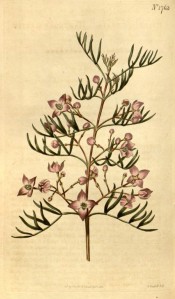 Figured are pinnate leaves and deep pink flowers in loose axillary cymes.  Curtis's Botanical Magazine t.1763, 1815.
