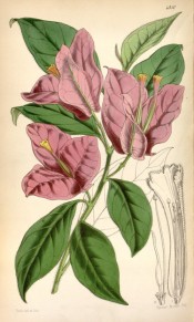 The picture shows ovate leaves and the prominent bright pink bracteas.  Curtis's Botanical Magazine t.4811, 1854.