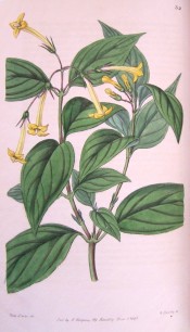 The image depicts a flowering stem with lance-shaped leaves and drooping yellow flowers.  Botanical Register f.32, 1846.