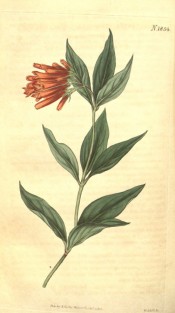 The image shows a shoot with lance shaped leaves and orange flowers.  Curtis's Botanical Magazine t.1854, 1816.