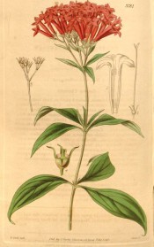 The image depicts flowering stem with lance-shaped leaves and upright scarlet flowers.  Curtis's Botanical Magazine t.3781, 1841
