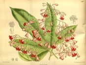 Figured is a palmate leaf and large cyme of bright red flowers.  Curtis's Botanical Magazine t.8437, 1912.