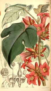 Figured are 3-lobed leaves and bright red, velvety, bell-shaped flowers.  Curtis's Botanical Magazine t.5133, 1859.