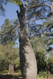 The photograph shows the bottle-like trunk of a tree at Camden Park.  