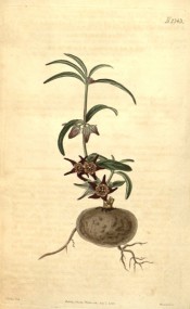 Depicted is the tuberous root and a shoot with leaves and purple-brown flowers.  Curtis's Botanical Magazine t.2343, 1822.