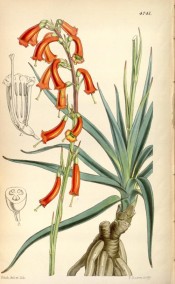 The image shows tuberous roots, leaves and orange, tubular flowers.  Curtis's Botanical Magazine t.4741, 1853.