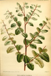 Figured is red stem with deep green leaves variegated white.  Illustration Horticole pl.332/1878.