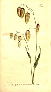 Shown is an upright grass with large, nodding, whitish seed heads.  Curtis's Botanical Magazine t.357, 1796.