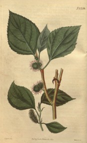 Figured are pointed. toothed, ovate leaves, and both flowers and fruits.  Curtis's Botanical Magazine t.2358, 1823.