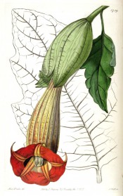 Figured is a large lobed leaf and pendant, narrowly trumpet-shaped red flower.  Botanical Register f.1739, 1835.