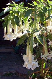 The photograph shows a pot grown plant with pendant hose-in-hose white, trumpet-shaped flowers.  Photograph Colin Mills.