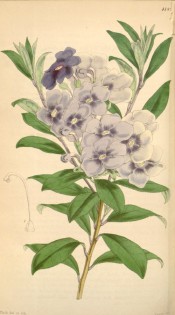 Shown are oblong leaves and crowded terminal cyme of salverform bluish-violet flowers.  Curtis' Botanical Magazine t.4189, 1845.