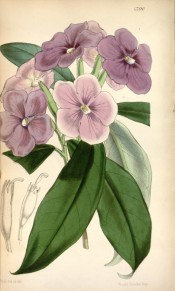 Shown are oblong-lanceolate leaves and terminal cyme of salverform purple flowers.  Curtis' Botanical Magazine t.4790, 1854.