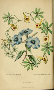 Shown is a blue-flowered shrub at centre and a yellow flowered creeper surrounding it.  Floricultural Cabinet p.146, 1845.