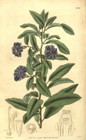 Figured are ovate-lanceolate leaves and solitary, terminal purple salverform flowers.  Curtis' Botanical Magazine t.2829, 1828.