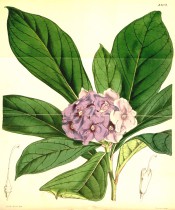 Figured is a hydrangea-like shrub with terminal cyme of purple flowers.  Curtis' Botanical Magazine t.4209, 1846.