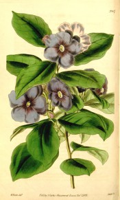 Figured are ovate-lanceolate leaves and terminal cyme of purple salverform flowers.  Curtis' Botanical Magazine t.3907, 1841.