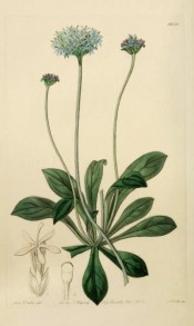 Shown is a a basal rosette of leaves, and blue flowers in a terminal, pincushion-like head.  Botanical Register f.1833, 1836.