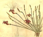 The image depicts a flowering scape showing typically boat-shaped red flowers.  Curtis's Botanical Cabinet t.2578, 1825.