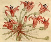 Depicted is a flowering scape with bright red, boat-shaped flowers.  Curtis's Botanical Magazine t.1619, 1814.