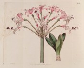 Shown are leaves and umbel of pink flowers with reflexed segments and bright red striations.  Botanical Register f.954, 1825.