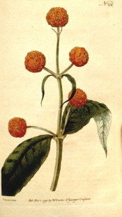 Shown are lance-shaped leaves, and rounded clusters of orange and yellow flowers.  Curtis's Botanical Magazine t.174, 1791.